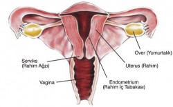 Kadın üreme organları Kadın üreme organları