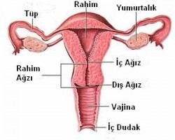 Tek yumurtalıkla veya tek tüple gebelik