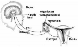 Yumurta çatlaması nedir Yumurta çatlaması nedir