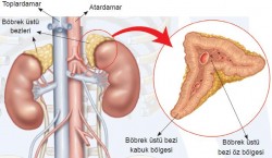 aldesteron fazlalığı hiperaldesteronizm
