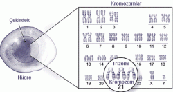 Serbest fetal DNA analizi (cffDNA)