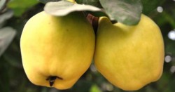 Bol lif içeren C vitamini Deposu Ayvanın Faydaları