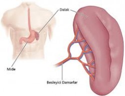 Dalak büyümesi (Splenomegali) nedenleri ve belirtileri Dalak büyümesi (Splenomegali) nedenleri ve belirtileri