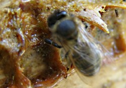 Propolis Nedir ve Neye İyi Gelir? Propolis Nedir ve Neye İyi Gelir?