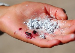 Farkında olmadan yılda 500 gr Böcek yiyoruz: Karminik Asit Farkında olmadan yılda 500 gr Böcek yiyoruz: Karminik Asit