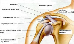 Köprücük kemiği ağrısı nedenleri ve tedavisi Köprücük kemiği ağrısı nedenleri ve tedavisi