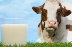 Sütte hangi vitaminler vardır? Sütte hangi vitaminler vardır?