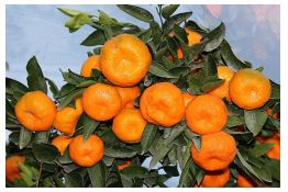 mandalina
