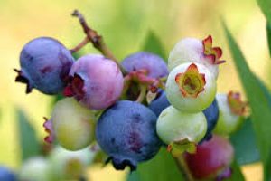 Erkeklerin gücüne güç katacak 7 yiyecek