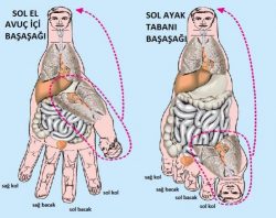 Sujok terapi nedir