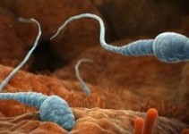 Sperm azlığında vitamin ve mineral desteği Sperm azlığında vitamin ve mineral desteği