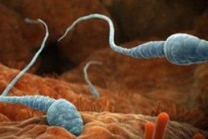 Sperm azlığında vitamin ve mineral desteği