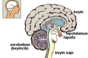 Hipofiz az çalışması (Hipofiz yetmezliği)