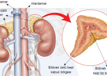 Addison hastalığı ve adrenal böbreküstü bezi hakkında