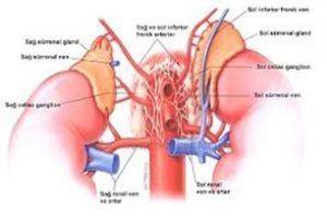 Aldosteron hormon fazlalığı (hiperaldosteronizm) Nedir?