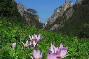 Kolşisin Nedir ve Kolşisin Kullanımı ve Yan Etkileri