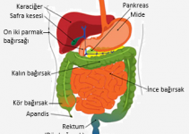 Sindirim sistemi nasıl çalışır? Sindirim sistemi nasıl çalışır?