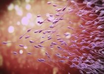 Sperm Sayısı Nasıl Artar? Sperm Sayısı Nasıl Artar?
