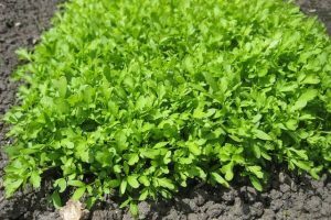 Tere otu akciğer kanserine karşı kalkan