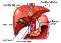 Karaciğer nedir ne işe yarar, Karaciğerin görevleri nelerdir?