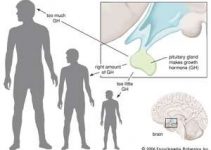 Büyüme Hormonu (GH) Nedir? Etkileri, İşlevleri ve Nasıl Artırılabilir? Büyüme Hormonu (GH) Nedir? Etkileri, İşlevleri ve Nasıl Artırılabilir?
